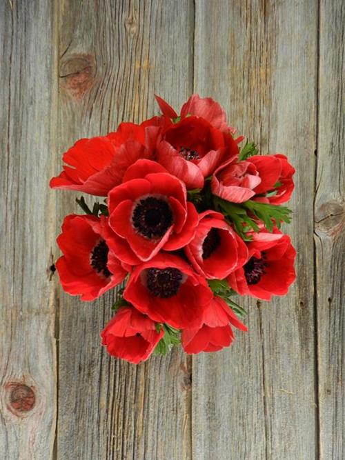 RED ANEMONE